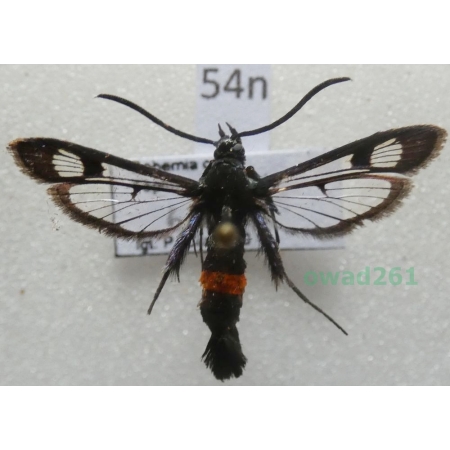 Synanthedon myopaeformis (Borkhausen, 1789) Czech54n